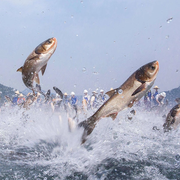 天然魚 天然魚
