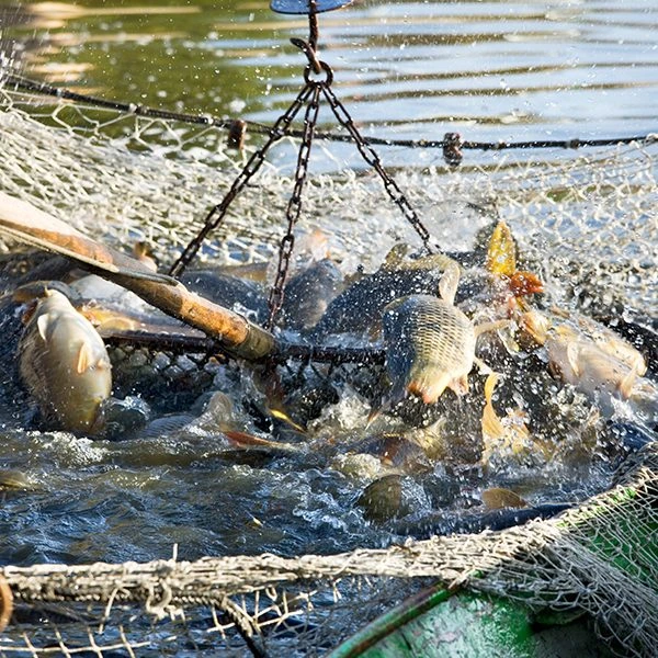 養殖魚 養殖魚