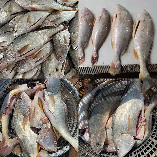 内臓を取り除いた新鮮な冷凍シロニベ