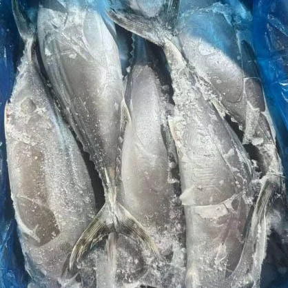 冷凍サルダマグロ丸ごと