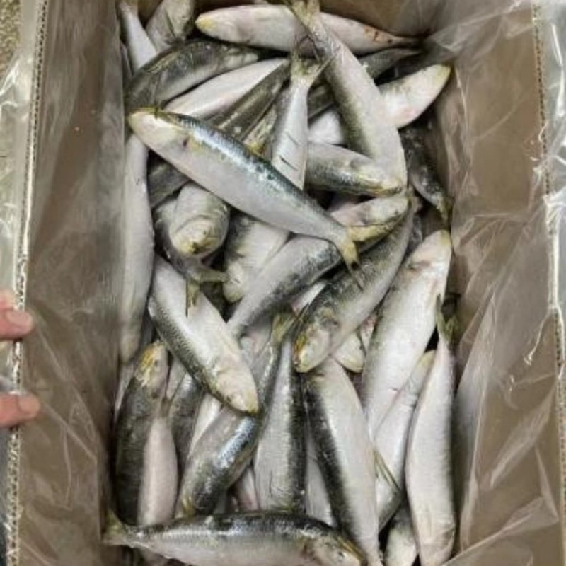 冷凍イワシ丸ごと