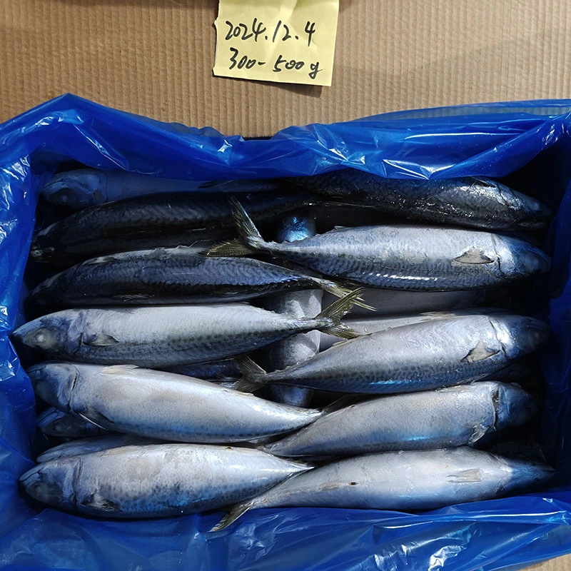 陸産冷凍マサバ
