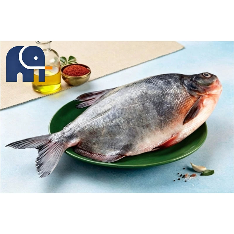 プレミアム冷凍マナガツオ 丸ごと