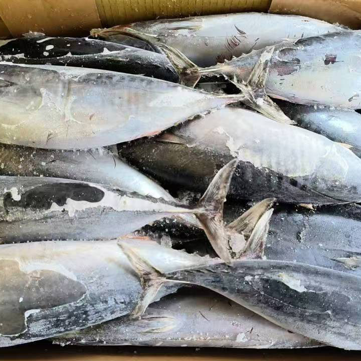 海鮮かつおまぐろ丸ごと